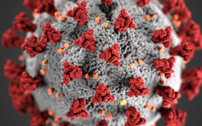 SEO and the Coronavirus “update”