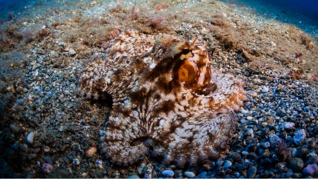 octopus mimetized